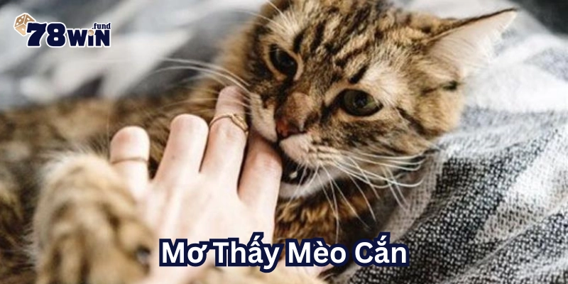 Mơ Thấy Mèo Cắn có may mắn không?