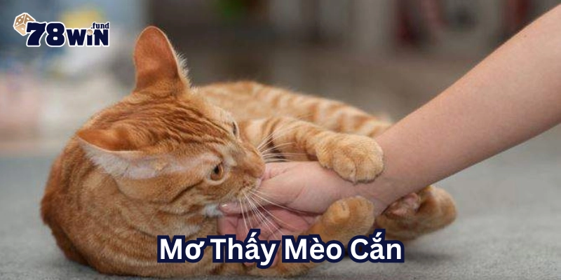 Mơ Thấy Mèo Cắn đánh con số mấy?