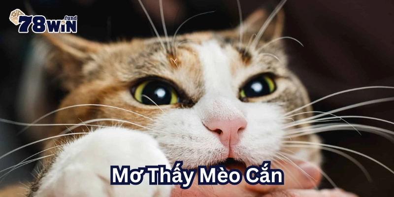Mơ Thấy Mèo Cắn là gì?
